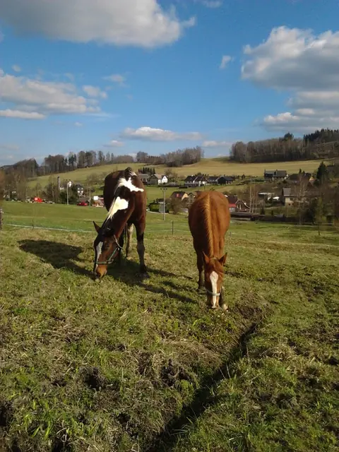 Jízda na koních — fotografie 2